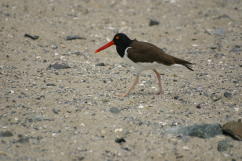 Oystercatcher