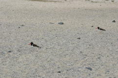 Oystercatcher Pair