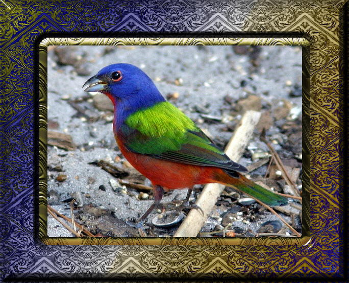 Painted Bunting