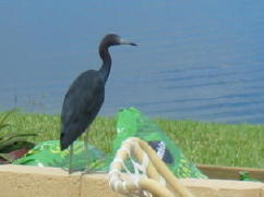 Little Blue Heron on Patio SEP06