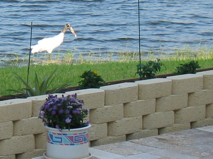 Wood Stork in back yard