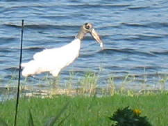 Wood Stork from patio September 06