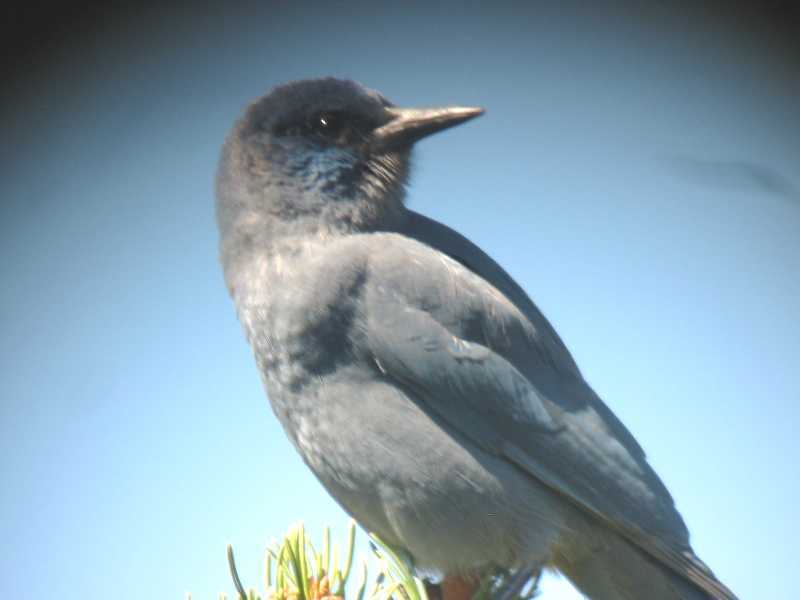 Pinyon Jay