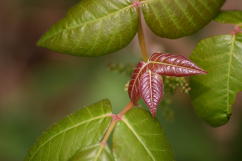 Poison Ivy