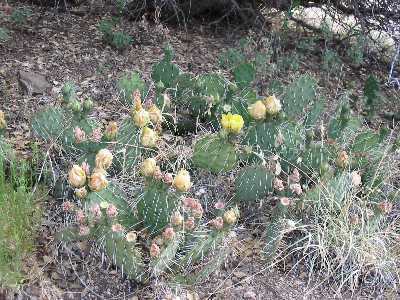 Prickly Pear