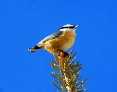 Red-breasted Nuthatch 09 FEB 05