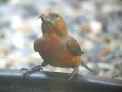 Red Crossbill