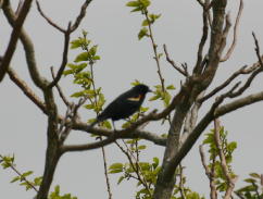 Red-winged Blackbird