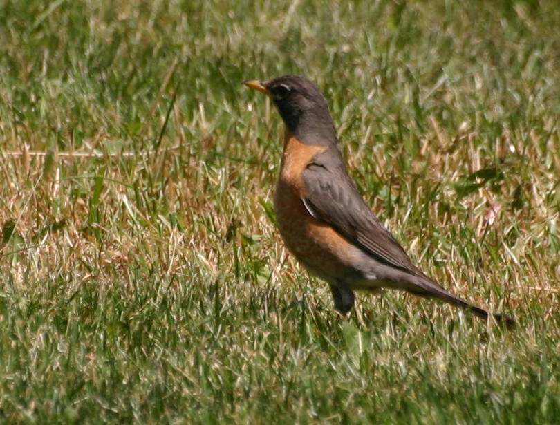 American Robin (NJ May 2007)