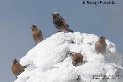 Hans Spiecher's All Three Rosy-finches