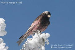 Hans Spiecker' Black Rosy-finch