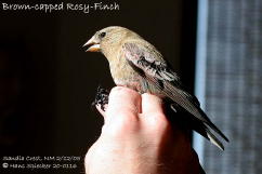 Hans Spiecher's Brown-capped in hand