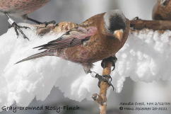 Banded Gray-crowned Rosy-finch