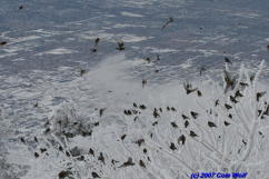 Flock of rosy-finches at Crest House 28JAN06