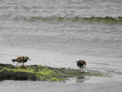 Ruddy Turnstones