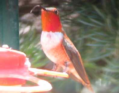 Rufous Hummingbird