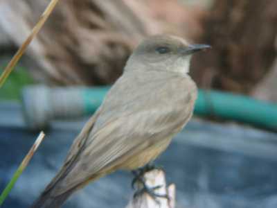 Say's Phoebe2