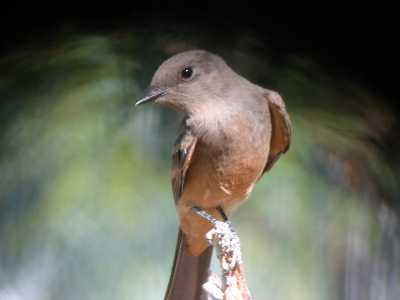 Say's Phoebe