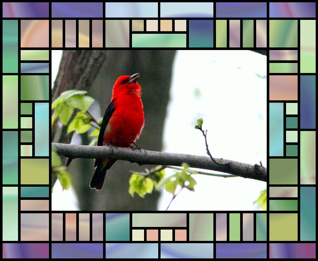 Scarlet Tanager