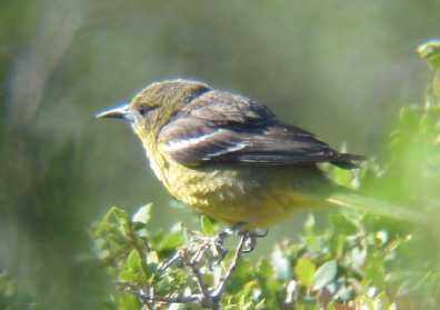 Female Scott's Oriole