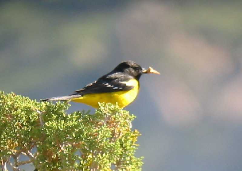 Scotts Oriole