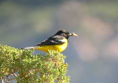 Scott's Oriole