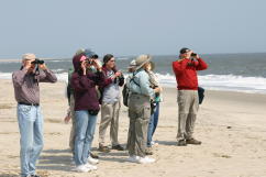 Seeking the Piping Plover