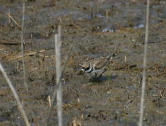 Semipalmated Plover