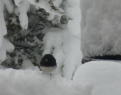 Slate-colored Junco