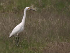 Snowy Egret