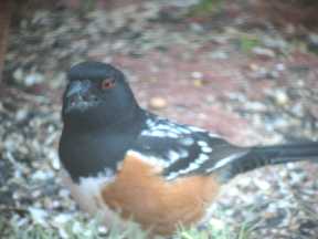 Spotted Towhee