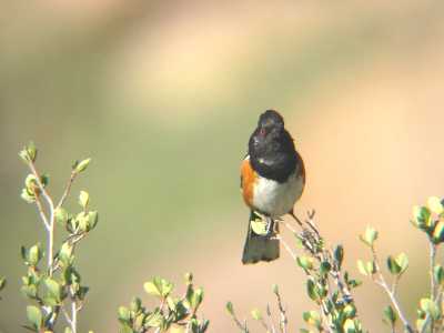 Spotted Towhee