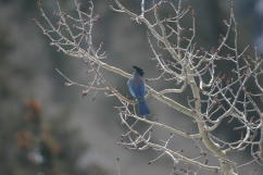 Steller's Jay 23 FEB 04