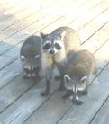 Three Florida Racoons