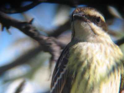 Close up of throat
