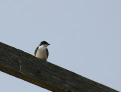 Tree Swallow, Adult