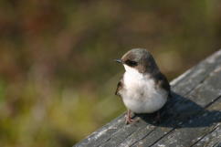 Tree Swallow Fledgling