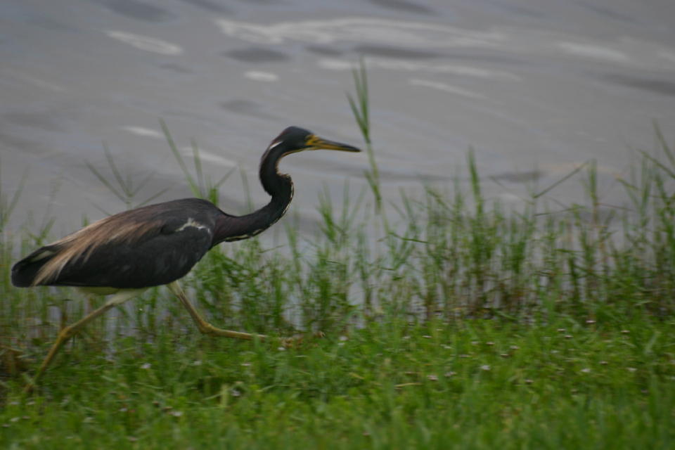 Tricolored Heron