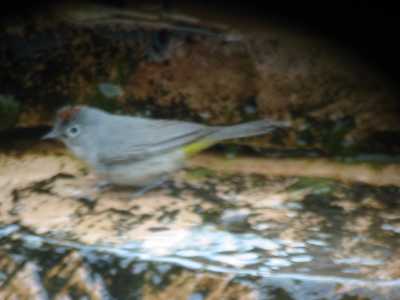 Virginia's Warbler