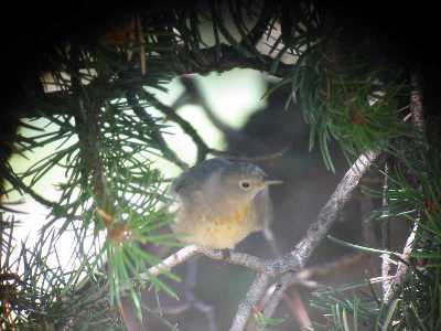 Virginia's Warbler