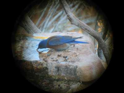 Western Bluebird Male