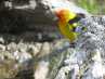 Western Tanager