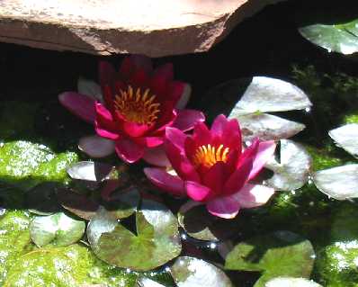 Water Lily