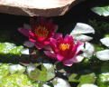 Water Lilies in Front Pond