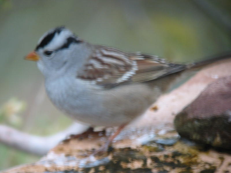 White-crowned Sparrow