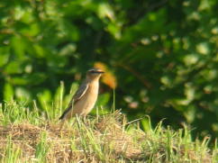 Northern Wheatear September 19, 2006 ENP