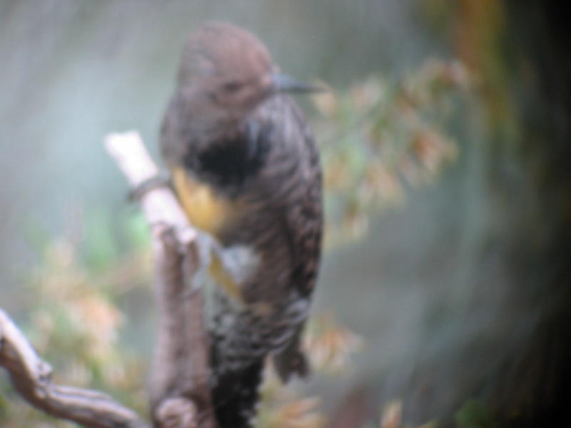 Williamson's Sapsucker