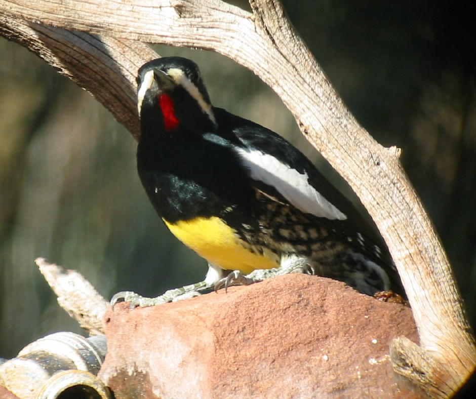 Williamson's Sapsucker, male