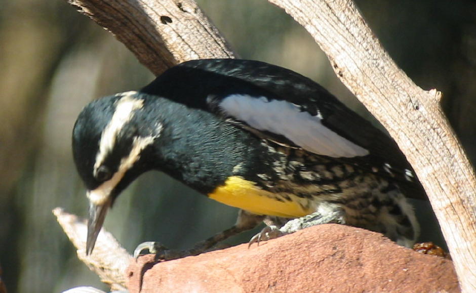 Williamson's Sapsucker, drinking