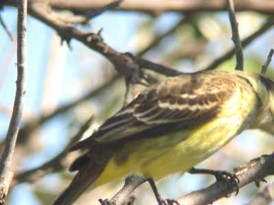 Wing Detail